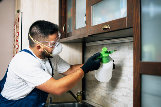Wasp Removal Services in Carthage, MO