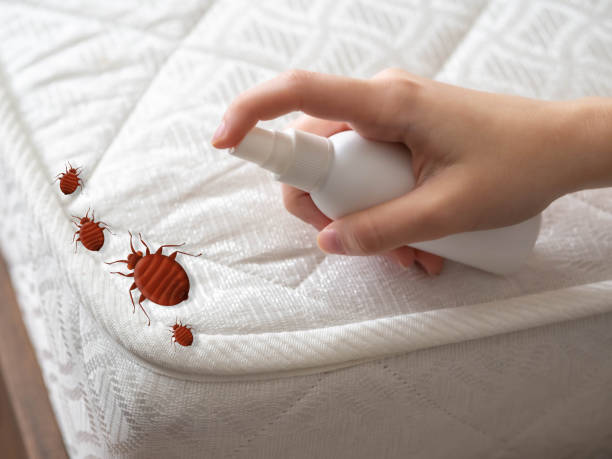 Best Emergency Pest Control  in Carthage, MO