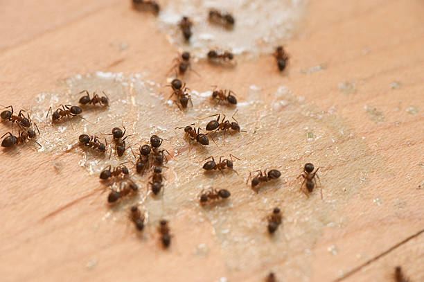 Best Commercial Pest Control Services  in Carthage, MO