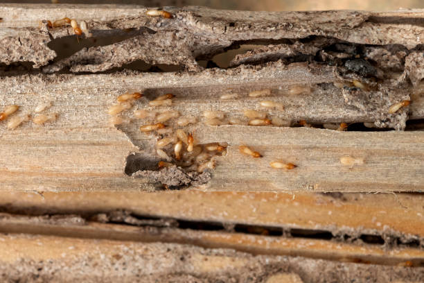 Best Affordable Pest Control Services  in Carthage, MO